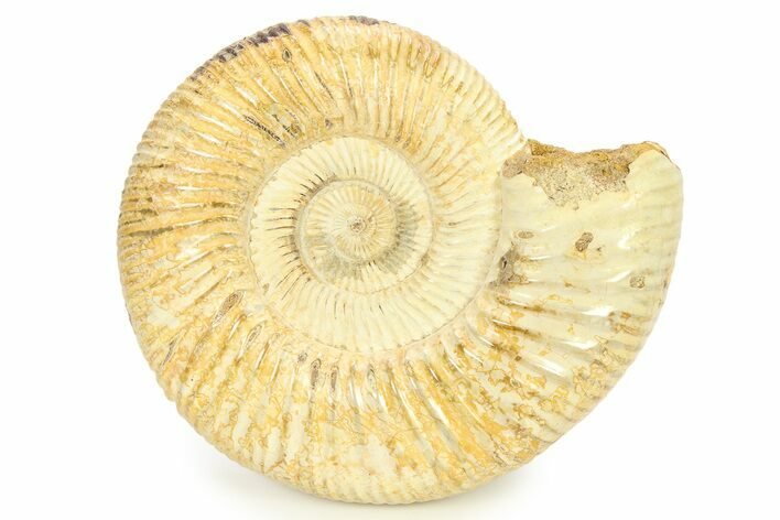 Polished Jurassic Ammonite (Perisphinctes) - Madagascar #290779